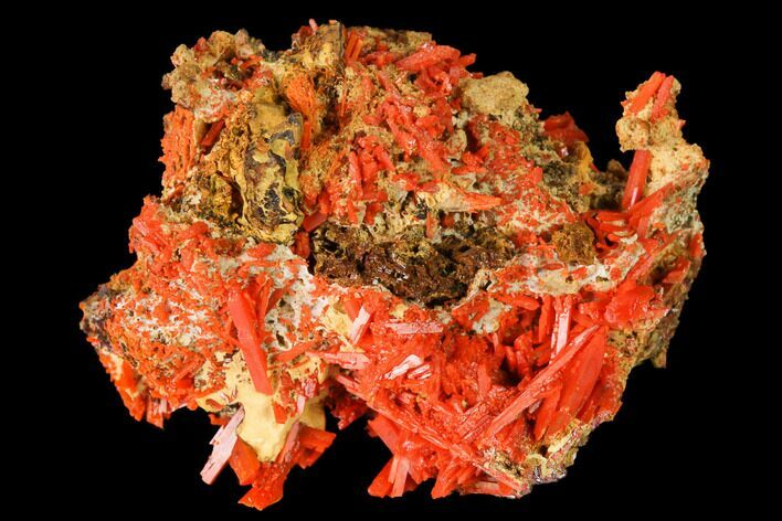 Bright Orange Crocoite Crystal Cluster - Tasmania #171729